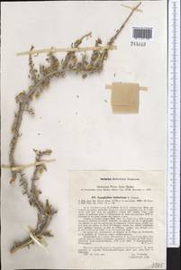 Tetraena bucharica (B. Fedtsch.) Beier & Thulin, Middle Asia, Pamir & Pamiro-Alai (M2) (Uzbekistan)