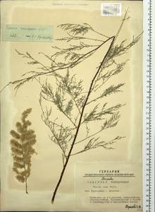 Tamarix ramosissima Ledeb., Siberia, Western Siberia (S1) (Russia)