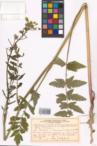 Pastinaca sativa L., Eastern Europe, Moscow region (E4a) (Russia)