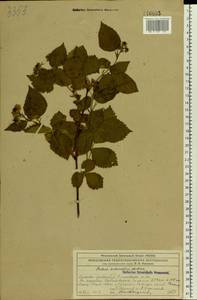 Rubus nessensis Hall, Eastern Europe, Moscow region (E4a) (Russia)