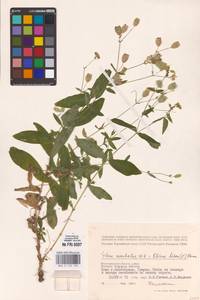 Silene vulgaris (Moench) Garcke, Eastern Europe, Lower Volga region (E9) (Russia)