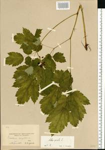 Actaea spicata L., Eastern Europe, Moscow region (E4a) (Russia)