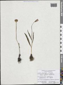 Tulipa sylvestris subsp. australis (Link) Pamp., Eastern Europe, Central forest-and-steppe region (E6) (Russia)