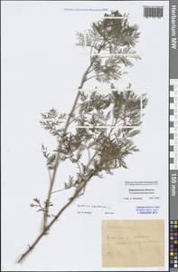 Artemisia abrotanum L., Eastern Europe, Central forest-and-steppe region (E6) (Russia)