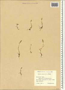 Phleum paniculatum Huds., Crimea (KRYM) (Russia)
