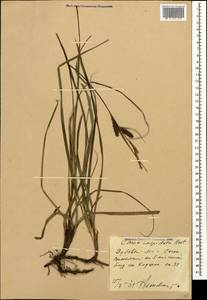 Carex flacca subsp. erythrostachys (Hoppe) Holub, Caucasus, Krasnodar Krai & Adygea (K1a) (Russia)