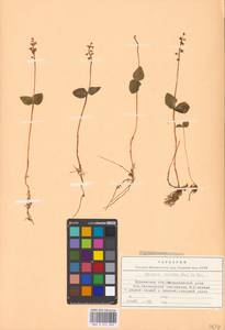 Neottia cordata (L.) Rich., Eastern Europe, Northern region (E1) (Russia)