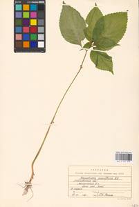 Impatiens parviflora, Eastern Europe, Moscow region (E4a) (Russia)