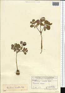 Leontice incerta Pall., Middle Asia, Caspian Ustyurt & Northern Aralia (M8) (Kazakhstan)