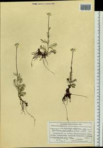 Tanacetum pulchrum (Ledeb.) Sch. Bip., Siberia, Altai & Sayany Mountains (S2) (Russia)