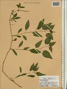 Solanum dulcamara L., Eastern Europe, Central forest region (E5) (Russia)