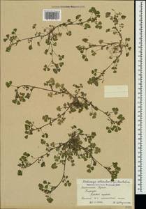 Medicago orbicularis (L.)Bartal., Crimea (KRYM) (Russia)