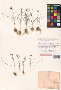 Gagea bulbifera (Pall.) Salisb., Eastern Europe, Lower Volga region (E9) (Russia)