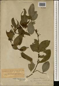Acokanthera oppositifolia (Lam.) Codd, Africa (AFR) (South Africa)