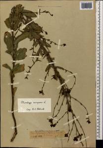 Plumbago europaea L., Caucasus, Armenia (K5) (Armenia)