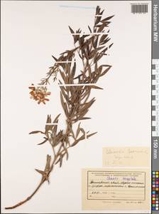 Clematis hexapetala Pall., Siberia, Russian Far East (S6) (Russia)