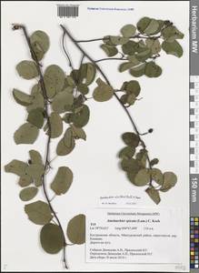 Amelanchier alnifolia (Nutt.) Nutt., Eastern Europe, Central forest region (E5) (Russia)