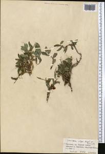 Lonicera olgae Regel & Schmalh., Middle Asia, Northern & Central Tian Shan (M4) (Kyrgyzstan)