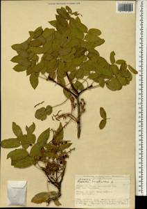 Pistacia terebinthus L., South Asia, South Asia (Asia outside ex-Soviet states and Mongolia) (ASIA) (Turkey)