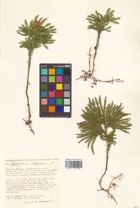 Dendrolycopodium obscurum (L.) A. Haines, Siberia, Russian Far East (S6) (Russia)