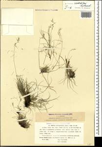 Festuca sommieri Litard., Caucasus, Krasnodar Krai & Adygea (K1a) (Russia)