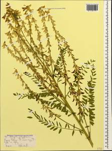 Astragalus galegiformis L., Caucasus, Stavropol Krai, Karachay-Cherkessia & Kabardino-Balkaria (K1b) (Russia)