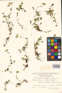 Chrysosplenium alpinum (Schur) Schur, Eastern Europe, West Ukrainian region (E13) (Ukraine)