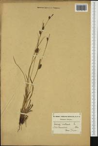 Carex distans L., Western Europe (EUR) (Belgium)