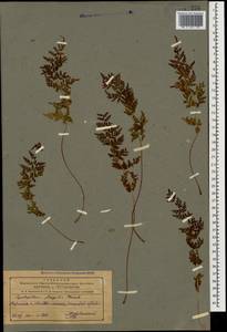 Cystopteris fragilis (L.) Bernh., Caucasus, Azerbaijan (K6) (Azerbaijan)