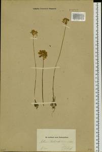 Allium delicatulum Siev. ex Schult. & Schult.f., Siberia, Altai & Sayany Mountains (S2) (Russia)