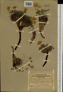 Paraquilegia anemonoides (Willd.) Engl. ex Ulbr., Siberia, Altai & Sayany Mountains (S2) (Russia)
