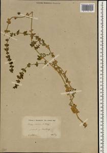 Stachys setifera C.A.Mey., South Asia, South Asia (Asia outside ex-Soviet states and Mongolia) (ASIA) (Iran)