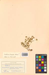 Cochlearia groenlandica L., Siberia, Chukotka & Kamchatka (S7) (Russia)