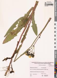 Sonchus arvensis subsp. arvensis, Siberia, Chukotka & Kamchatka (S7) (Russia)