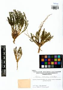 Thesium refractum C. A. Mey., Siberia, Baikal & Transbaikal region (S4) (Russia)