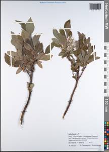 Salix lanata L., Siberia, Western Siberia (S1) (Russia)