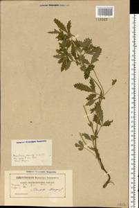 Potentilla norvegica L., Eastern Europe, Belarus (E3a) (Belarus)