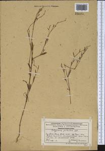 Polygonum patulum M. Bieb., Middle Asia, Western Tian Shan & Karatau (M3) (Kazakhstan)
