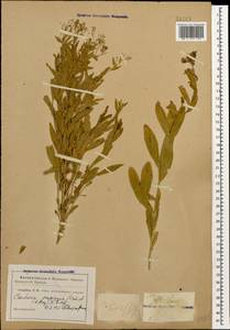 Lepidium chalepense L., Caucasus (no precise locality) (K0)