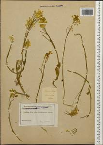 Erysimum ibericum (Adams) DC., Caucasus (no precise locality) (K0)