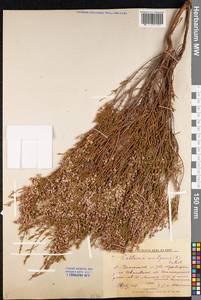 Calluna vulgaris (L.) Hull, Eastern Europe, Central forest region (E5) (Russia)