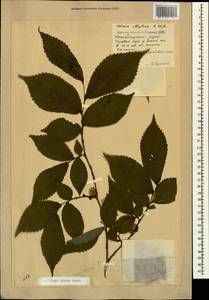 Ulmus glabra Huds., Caucasus, Krasnodar Krai & Adygea (K1a) (Russia)
