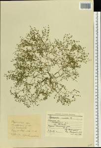 Psammophiliella muralis (L.) lkonn., Eastern Europe, Eastern region (E10) (Russia)
