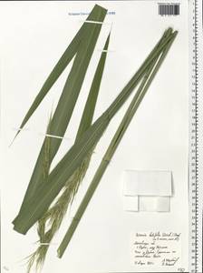 Zizania latifolia (Griseb.) Turcz. ex Stapf, Eastern Europe, Moscow region (E4a) (Russia)
