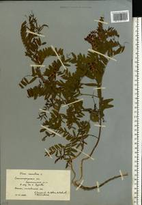 Vicia cassubica L., Eastern Europe, Lower Volga region (E9) (Russia)