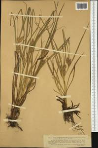 Carex hordeistichos Vill., Western Europe (EUR)