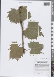 Ampelopsis vitifolia subsp. vitifolia, Middle Asia, Pamir & Pamiro-Alai (M2) (Uzbekistan)