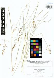 Poa pratensis L., Siberia, Baikal & Transbaikal region (S4) (Russia)
