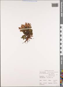 Pedicularis oederi Vahl, Siberia, Chukotka & Kamchatka (S7) (Russia)