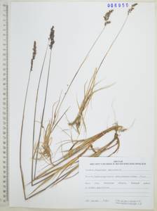 Calamagrostis deschampsioides Trin., Siberia, Russian Far East (S6) (Russia)